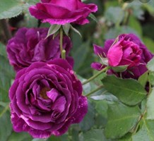 Розы Dorieux (Франция)