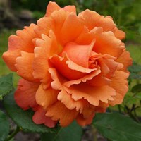 Розы Harkness (Великобритания)