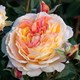 Розы Dominique Massad (Франция)