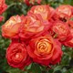 Розы Tantau (Германия)