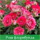 Роза флорибунда