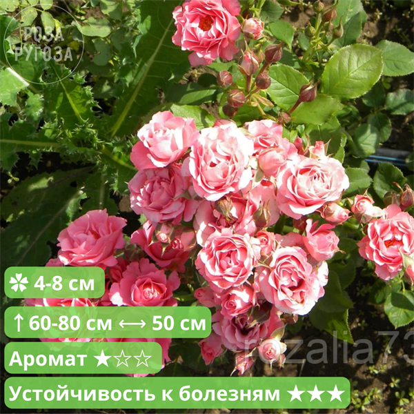 Роза грация розовая фото и описание