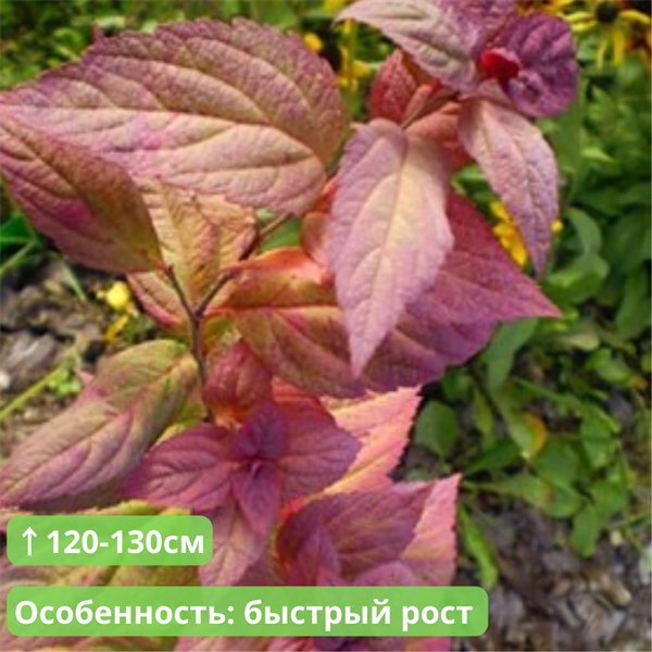 Спирея японская macrophylla фото