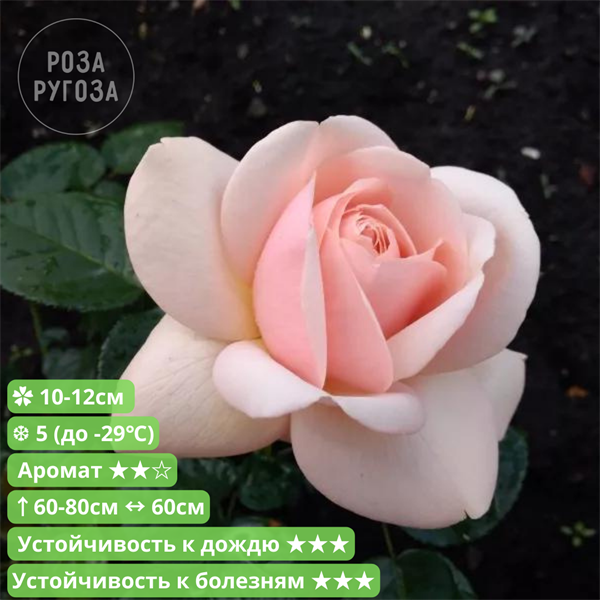 Роза афродита фото