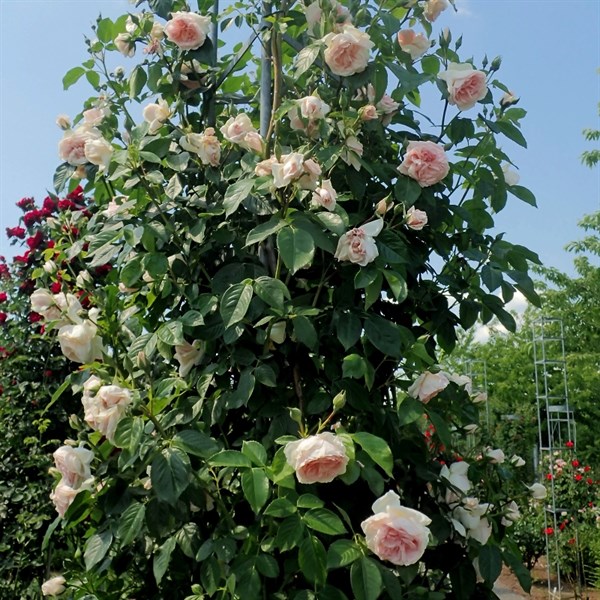 Питомник Роза Ругоза - Роза (клаймбер) Грациоза (Graciosa) Werner