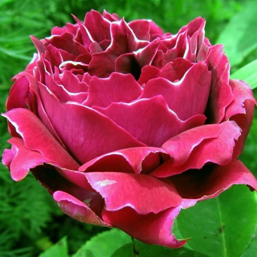 Роза черный барон фото и описание