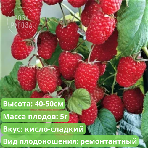 Малина БонБонБерри Ямми (BonBonBerry Yummy) /-72% 102110940 - фото 20970