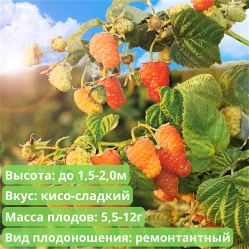 Малина Оранжевое чудо SPP_22_44 - фото 21005