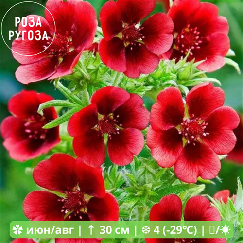 Лапчатка травянистая Гибсон Скарлет (Gibson's Scarlet) U_21_1397 - фото 21209