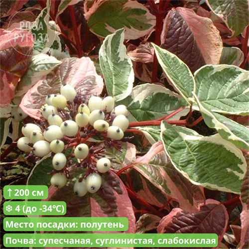 Дёрен белый Сибирика Вариегата (Sibirica Variegata) grya11-24-7 - фото 21536