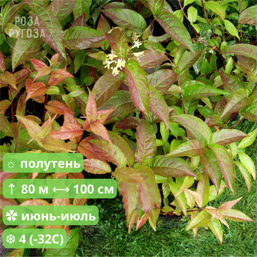 Диервилла приречная Хонейбии (Honeybee) uHc-nD5xhF4DjBwi2NVif0