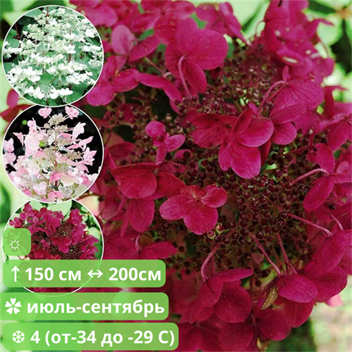 Гортензия метельчатая Вимс Ред (Wim's Red) NR-25 - фото 24262