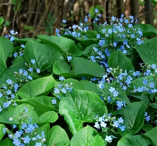 Бруннера Сибирская Brunnera sibirica