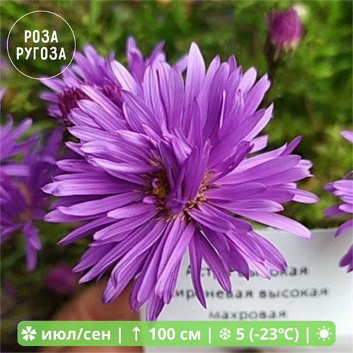 Астра высокая сиреневая махровая RR_VESNA21_02-50 - фото 25278