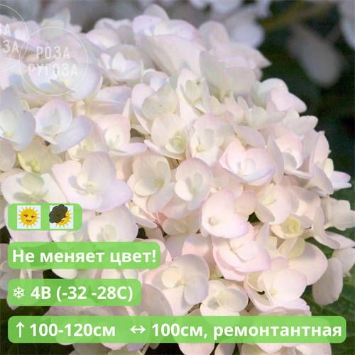 Гортензия крупнолистная Эндлесс Саммер Зе Брайд (Endless Summer® THE BRIDE) n5u0NmbSh4ymdDqN66kIP3 - фото 25359