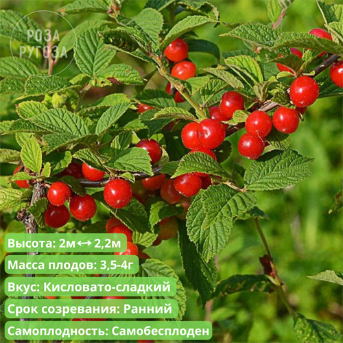 Вишня войлочная Огонек NM25-7 - фото 25465