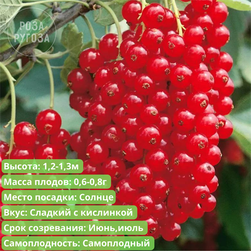 Смородина красная Ненаглядная kRTDwegCirVfEHDY2kCX91 - фото 25591