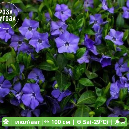 Барвинок малый  (Vinca minor) 272290 - фото 25682