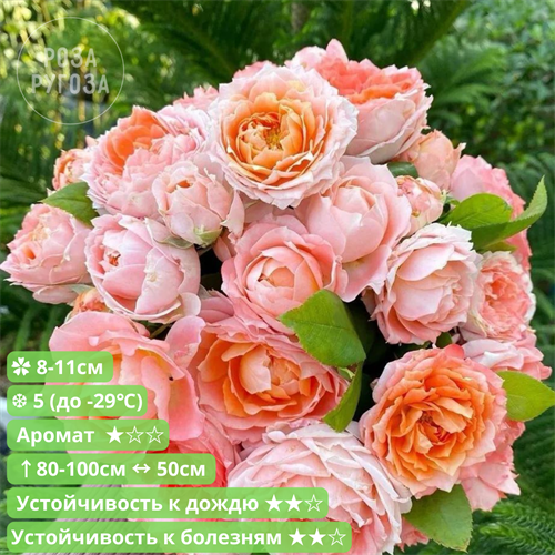 Роза японская Принцесса Айко (Princess Aiko) | Keisei Rose Nursery Япония, 2002 - фото 25807