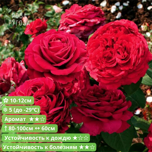 Роза флорибунда Четыре ветра ( Rose des 4 Vents) | Delbard Франция, 2005 SH006 /17 - фото 25844