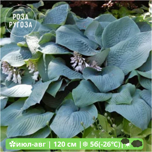Хоста гибридная Блю Мэмуф (Blue Mammoth) 244897 - фото 25925