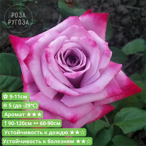 Роза чайно-гибридная Парадиз (Paradise) | Weeks США, 1978 KW26-22