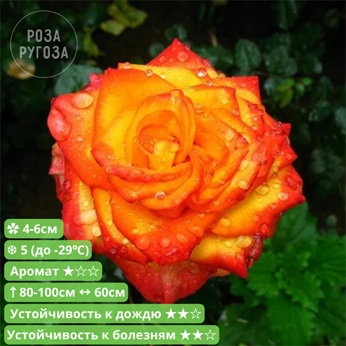 Роза чайно-гибридная Хай Меджик (High Magic) | Pressman Голландия FS26-77