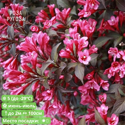 Вейгела цветущая Пурпуреа Нано (Nana Purpurea) - фото 26279