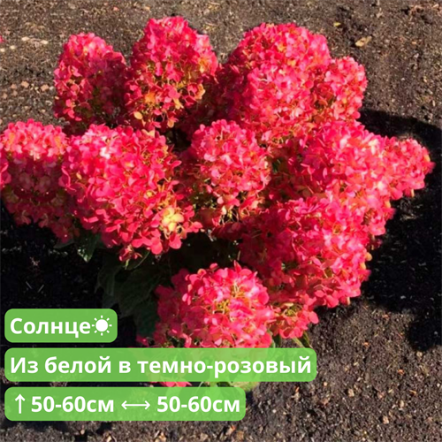 Гортензия метельчатая Литтл Рози (Little Rosy) L062023-2 - фото 27216