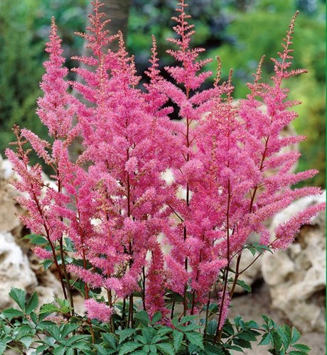 Астильба Арендса Аметист (Arendsii Amethyst) 17345 - фото 27286