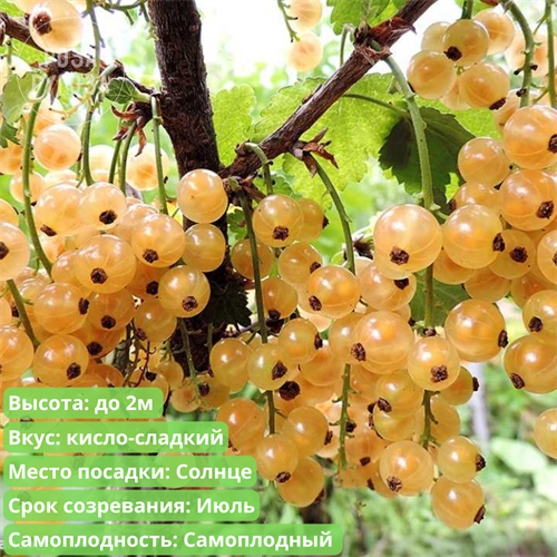 Смородина белая Виноградная - фото 28446