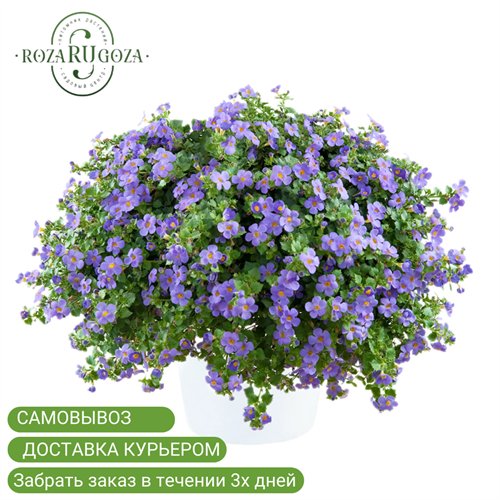 №1 Бакопа Гулливер Блю (Bacopa Scopia Gulliver Blue) 010124 - фото 28496