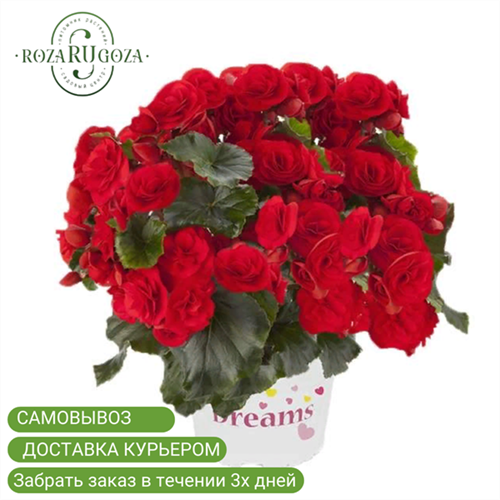 №6 Бегония Элатиор Соления Ред Оранж (begonia Elatior Solenia  Red Orange) 666624 - фото 28508