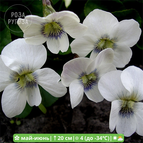 Виола сестринская Альбифлора (Albiflora) - фото 28667