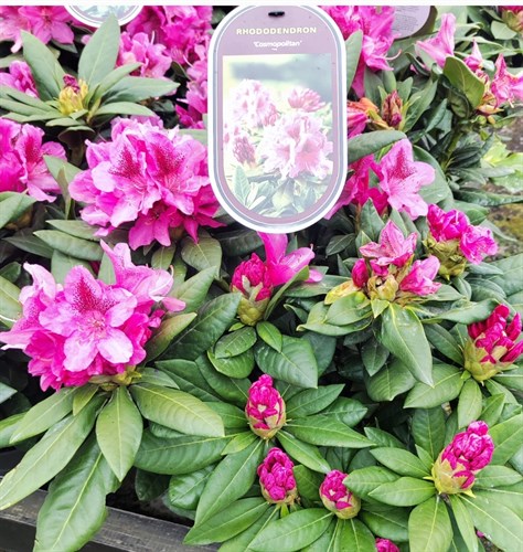 Рододендрон гибридный Космополитен (Cosmopolitan) Spr24-04 - фото 29250