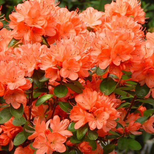 Рододендрон японский Гейша Оранж (Geisha Orange) Spr24-08 - фото 29254