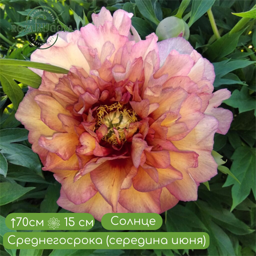 Пионы Скрамдидлеумпшс ИТО-гибрид (Scrumdidleumptious) ALT24-13