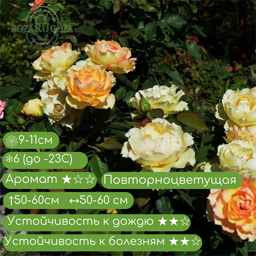 Роза чайно-гибридная Джалита (Jalitah (INTercombig) Interplant Roses Нидерланды, 2006) KW24-329/273.274 - фото 30081