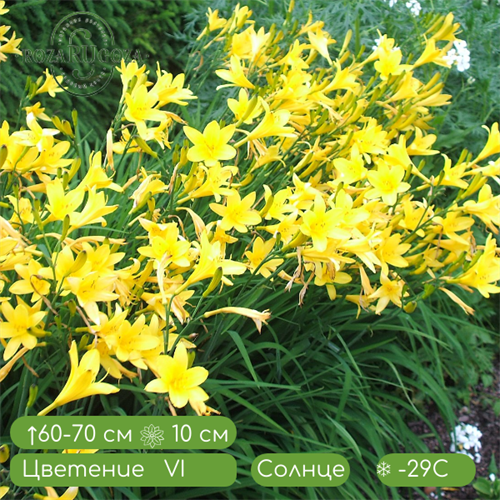 ЛИЛЕЙНИК ВЕСЕННИЙ ЖЕЛТЫЙ (HEMEROCALLIS LILIOASPHODELUS) RR24-365 - фото 30105