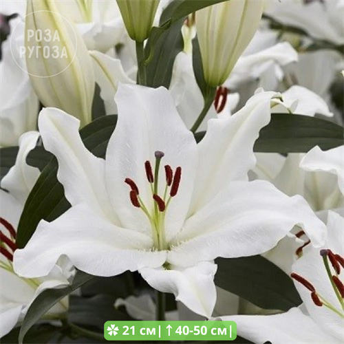Лилия Уайт Романс (White Romance) восточный гибрид 20285 - фото 30639