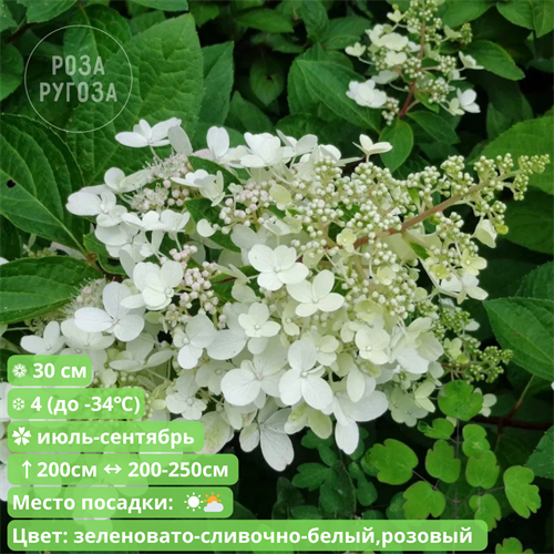 Гортензия метельчатая Флорибунда (Floribunda) 20286 - фото 30673