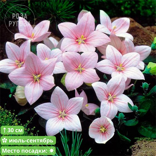 Платикодон (Ширококолокольчик) крупноцветковый  Астра Пинк (Astra Pink) 20306 - фото 30765