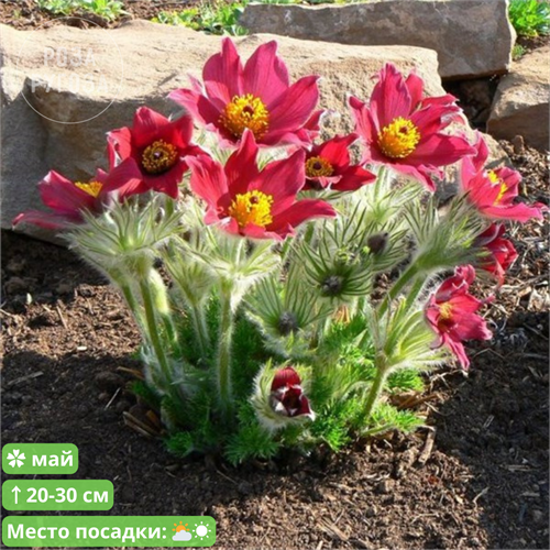 Прострел обыкновенный Ред Беллс (Red Bells) 20309 - фото 30771