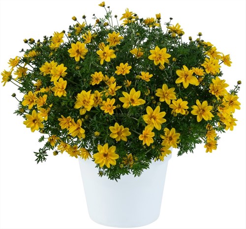 №8/1 Биденс SUNSHINE DOUBLE 8/1 - фото 30895