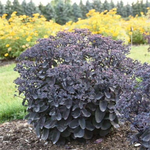 М09 Седум (очиток) Рокн Гроу Бэк ин Блэк (Rock 'N Grow Back in Black) 09/37110 - фото 30978