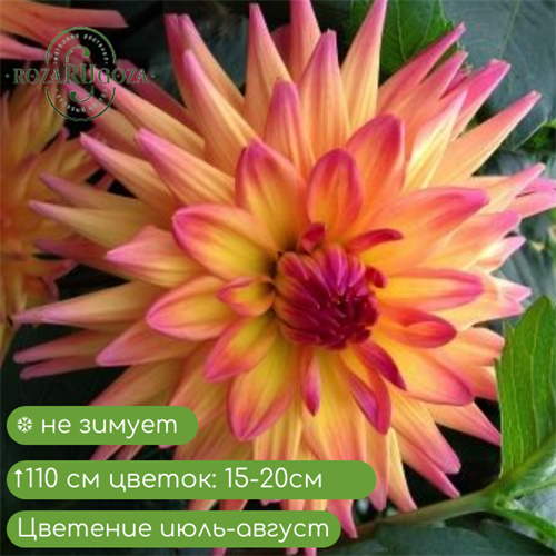 Георгина Дагла 80 18022 - фото 31060