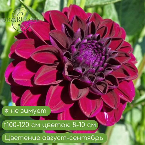 Георгина  Арабиан Найт 18328 - фото 31061