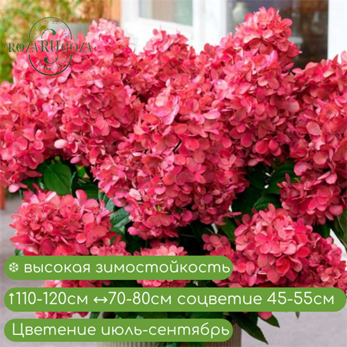 Гортензия метельчатая Бонфаер (Bonfire) RR11-23-16 - фото 31064
