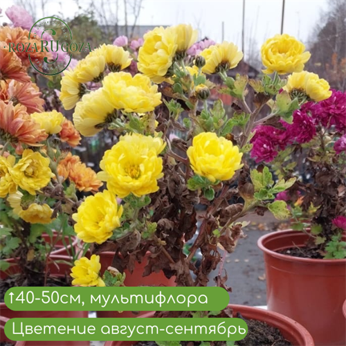 Хризантема махровая розочкой 24894 - фото 31073