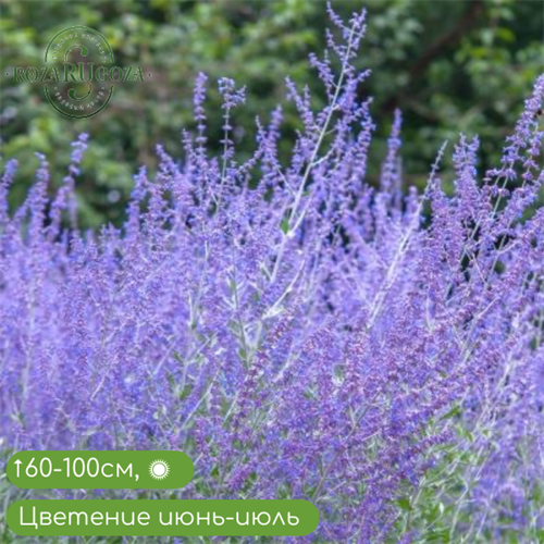 М02 Перовская лебедолистная Рашан Сайдж (RUSSIAN SAGE) 02/3743 - фото 31079